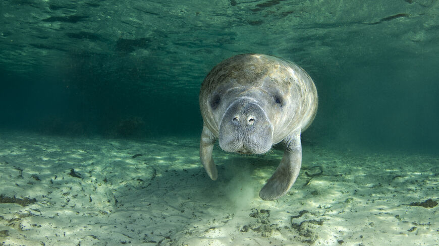 Manatee swimming underwater over sandy ocean floor.